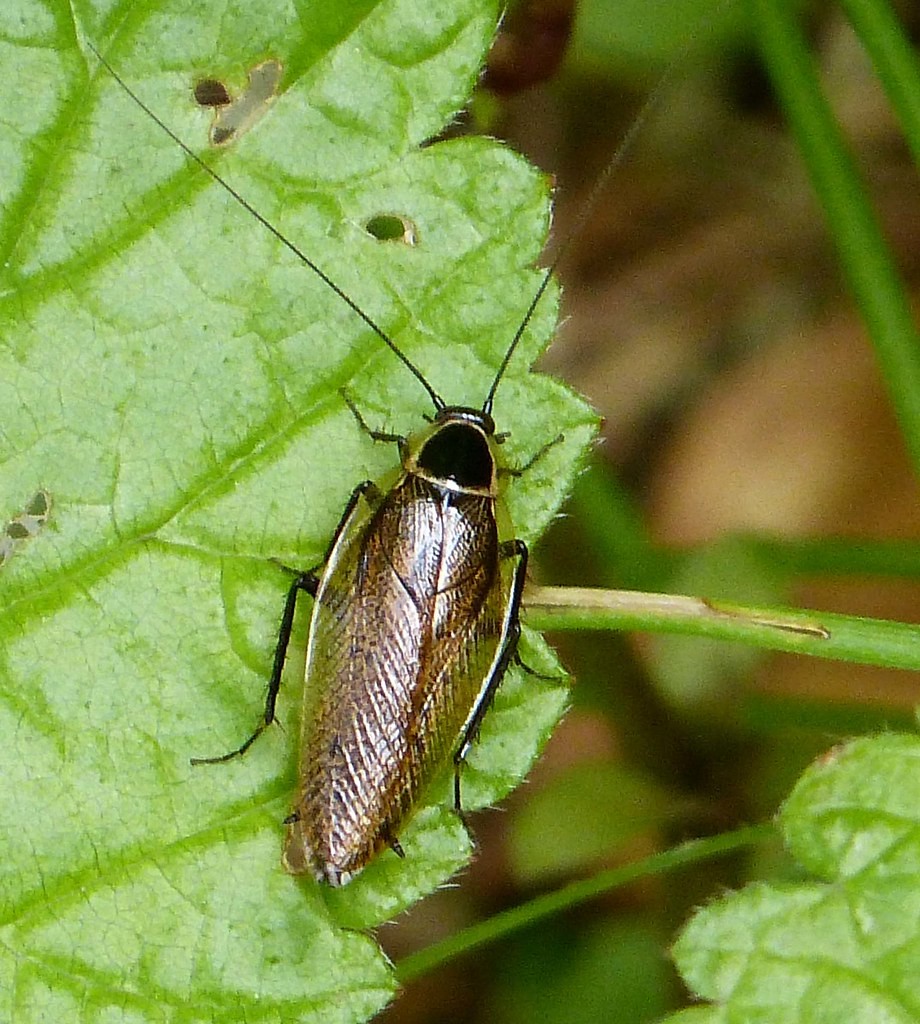 Ectobius Sylvestris