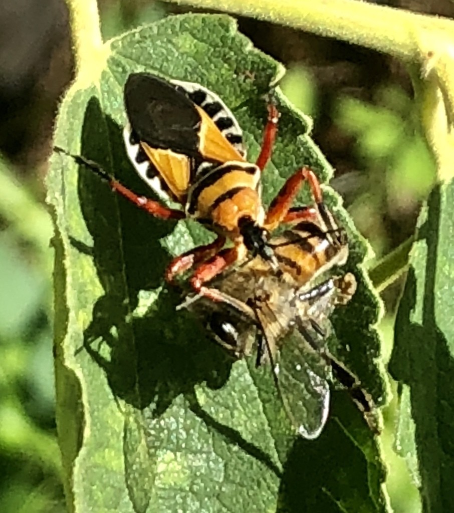 Bee assassins (Apiomerus)