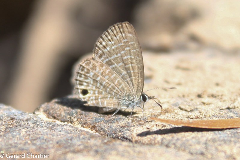 Opaque six-line blue