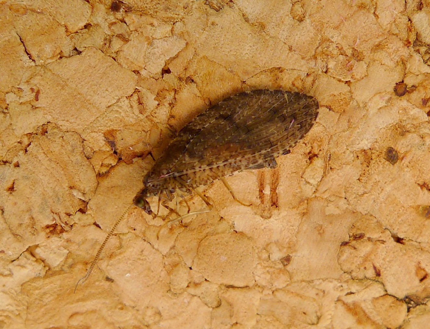 Hydropsyche pellucidula