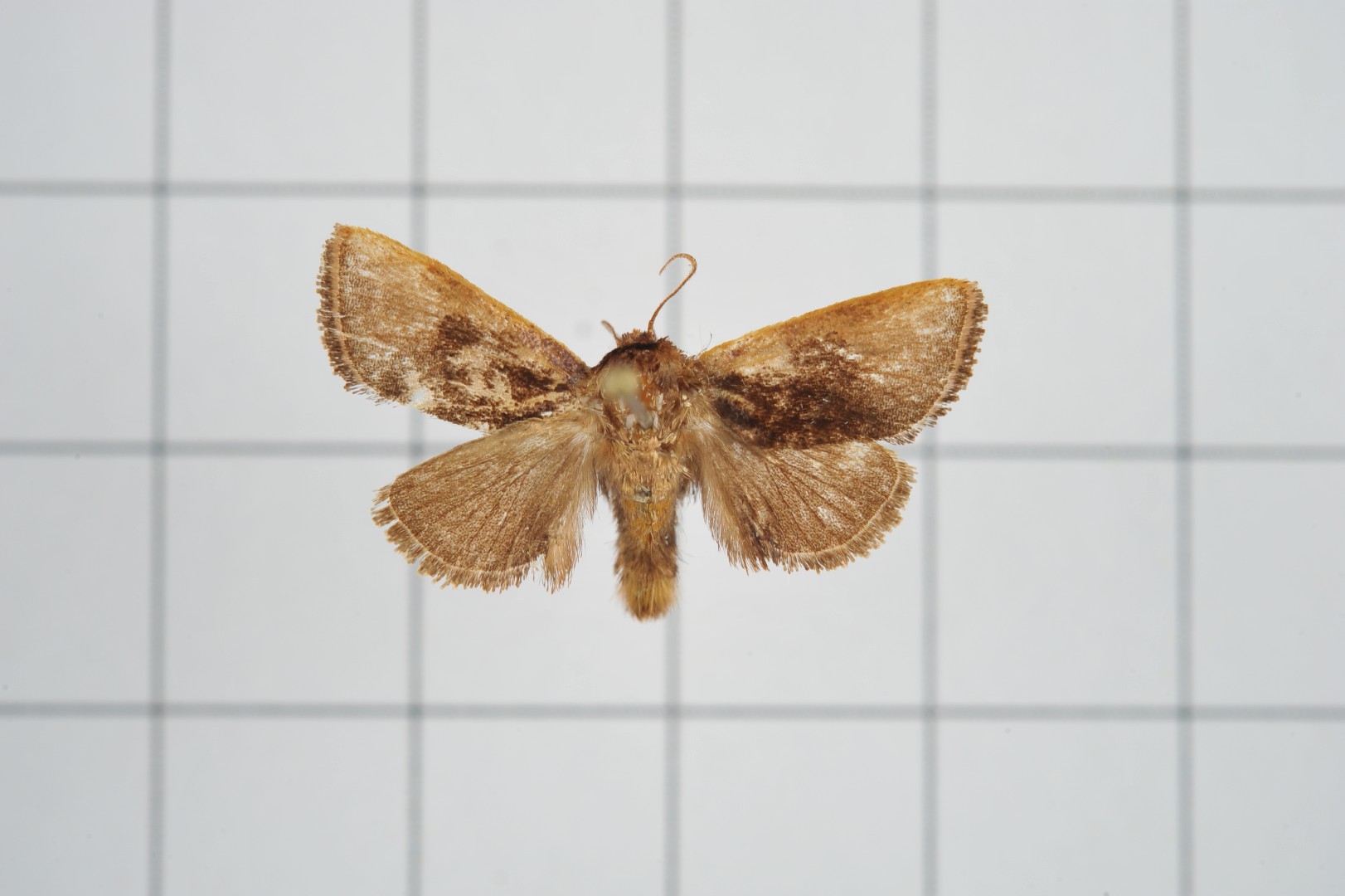 Phrixolepia (Phrixolepia)