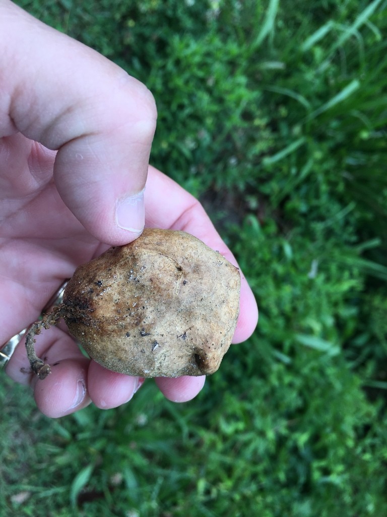 Amphibolips (Amphibolips)