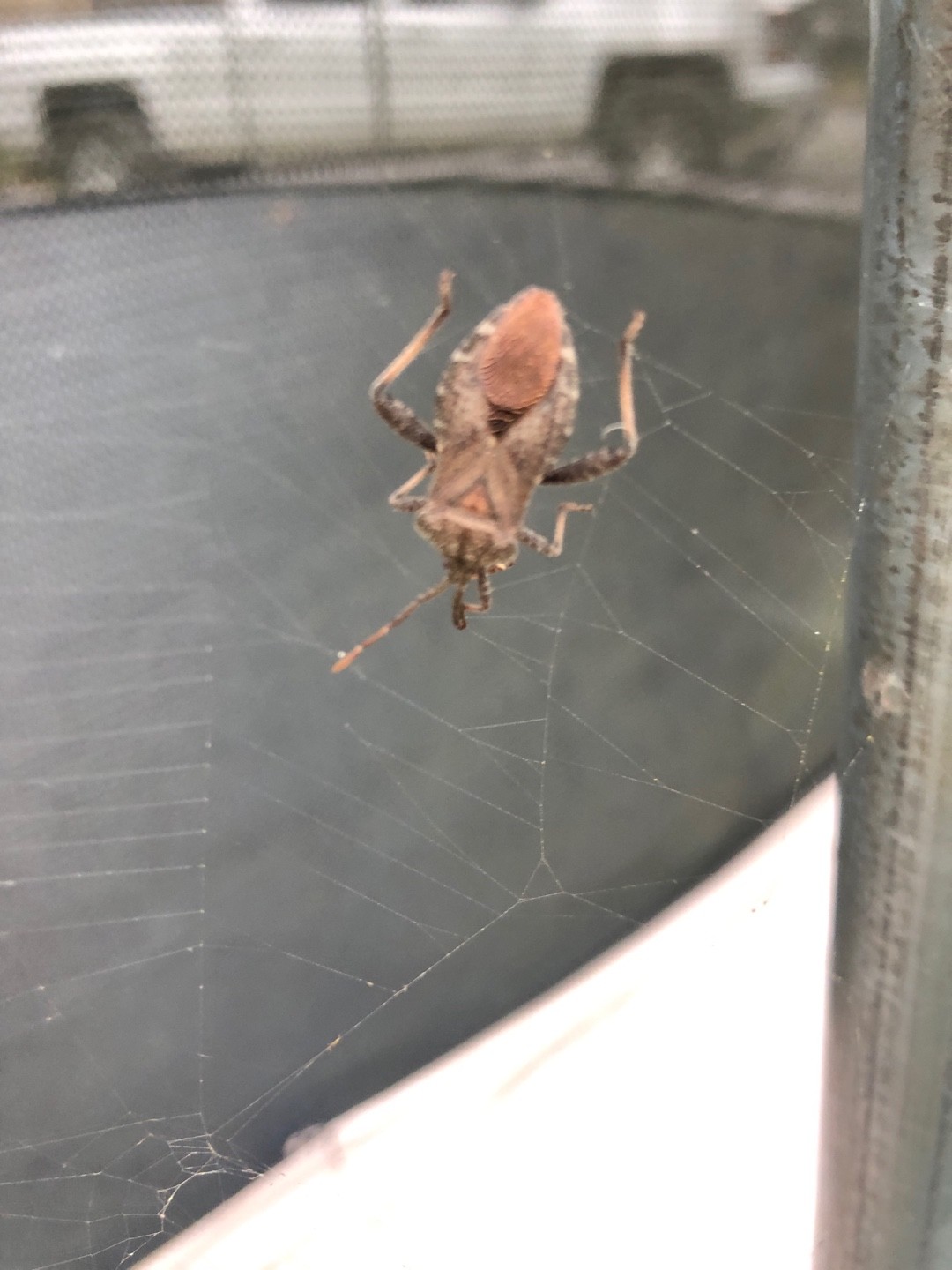 Piezogaster (Piezogaster)