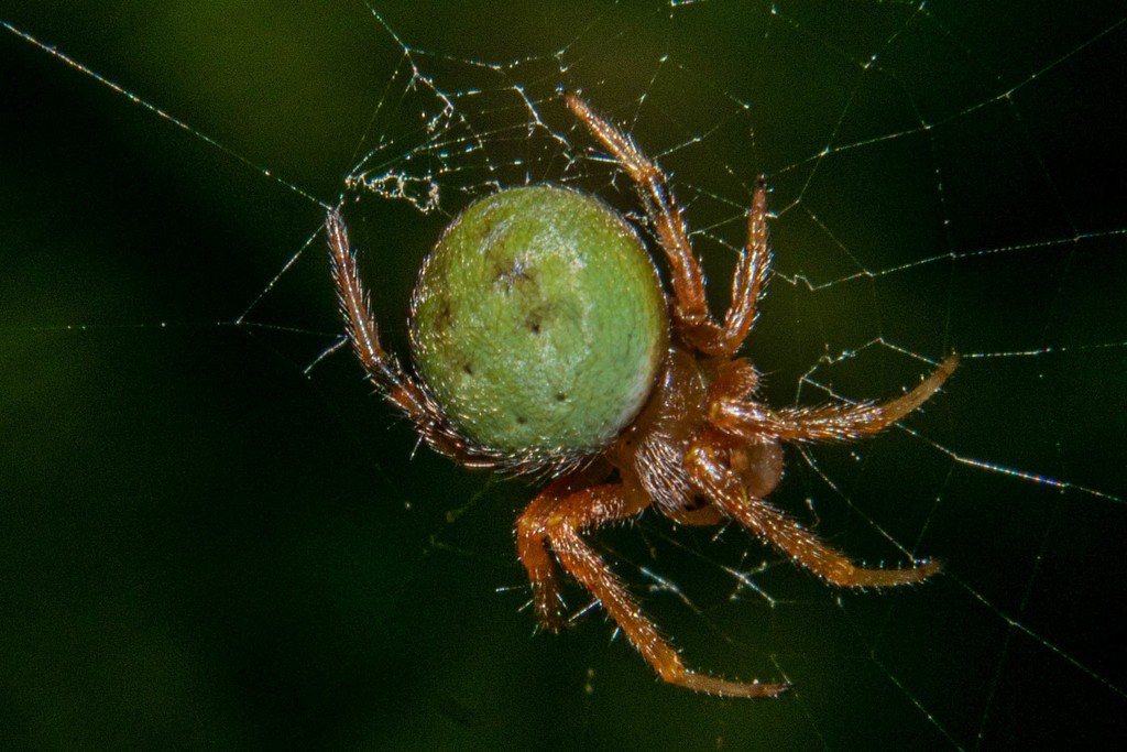 Araneus lathyrinus (Araneus lathyrinus) Picture Insect