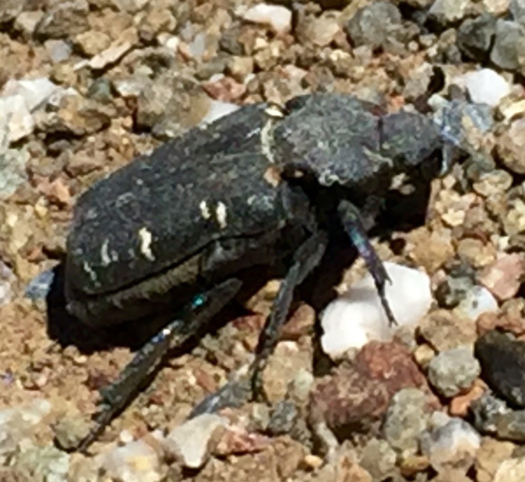 Anteater scarab beetles (Cremastocheilus)