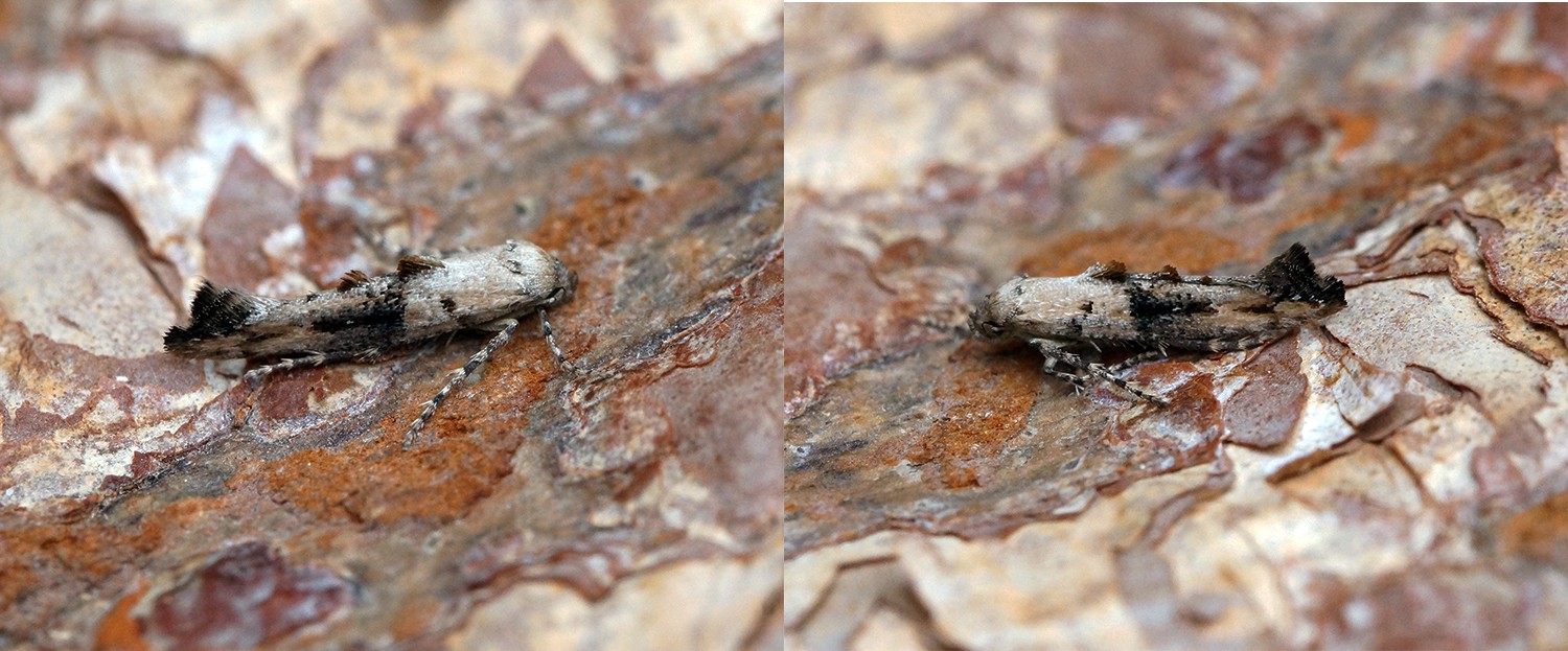 Epermenia (Epermenia)