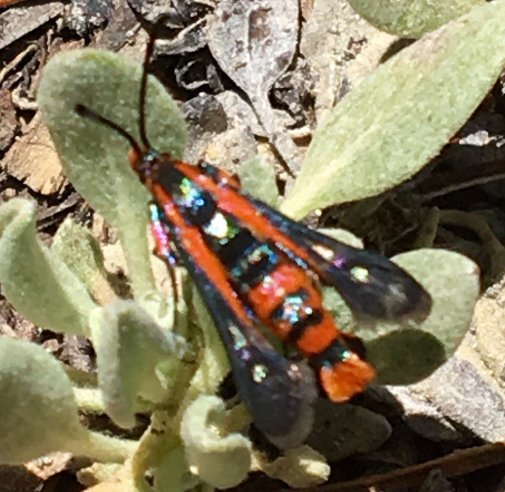 Synanthedon polygoni (Synanthedon polygoni) - Picture Insect