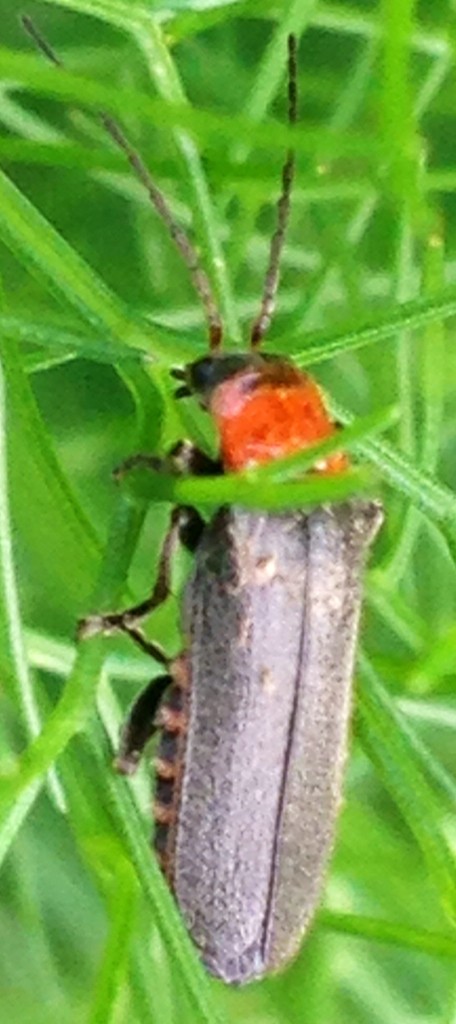 Cantharis (Cantharis)