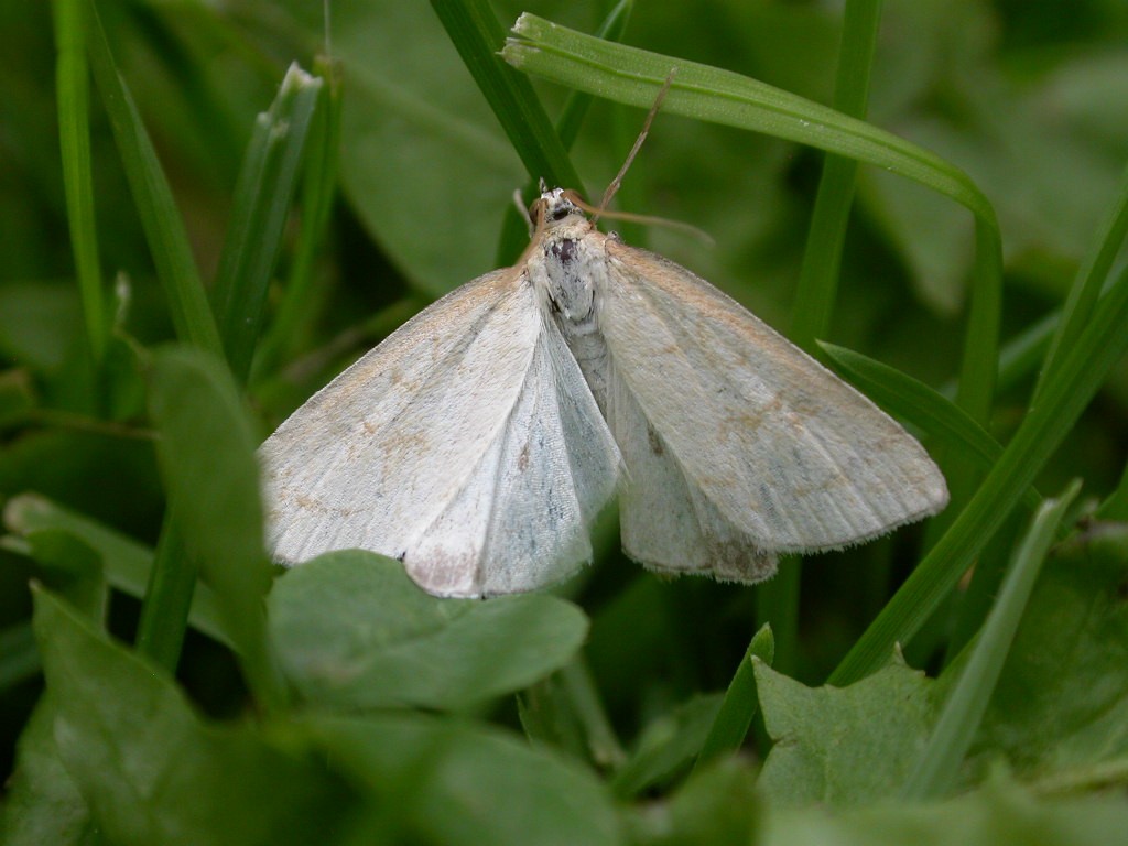 Pale straw pearl