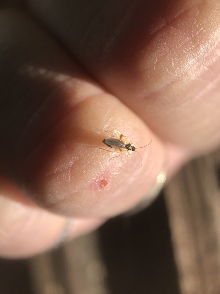 Ceratocapsus (Ceratocapsus)