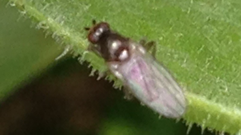 Small dung flies (Sphaeroceridae)
