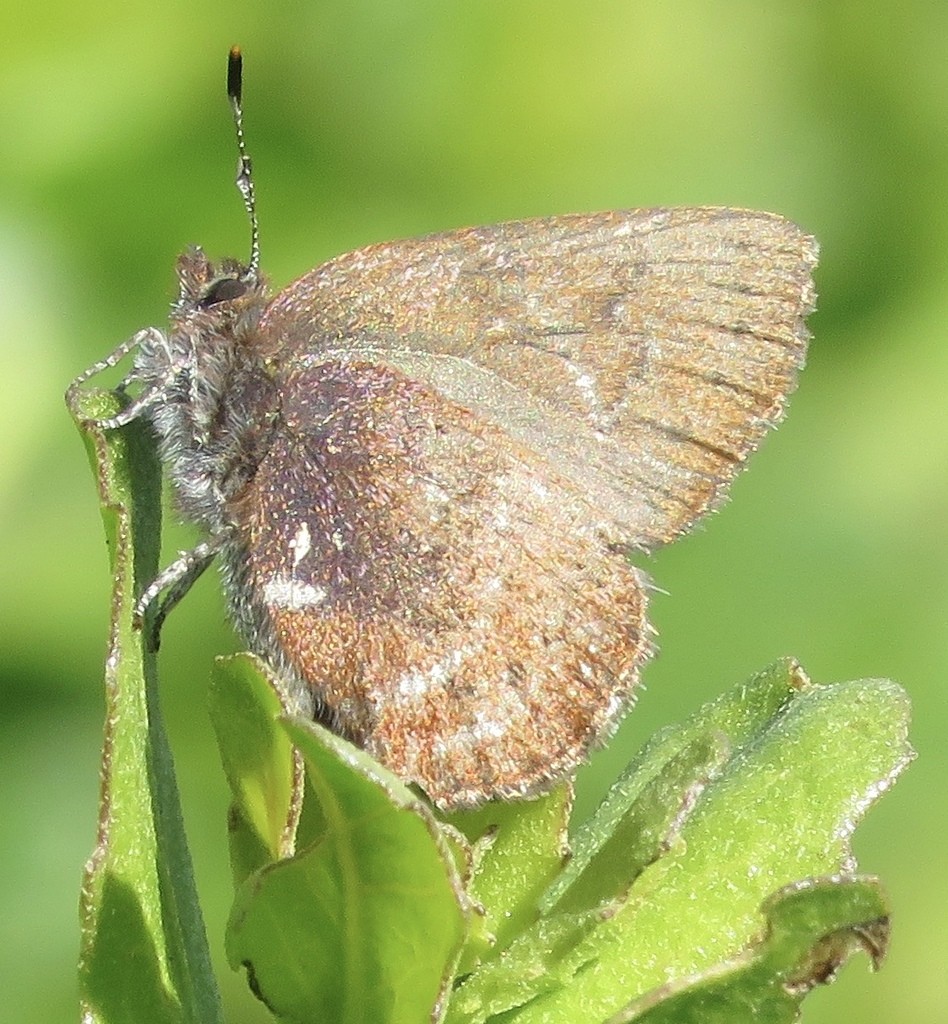 卡灰蝶屬 (Callophrys)