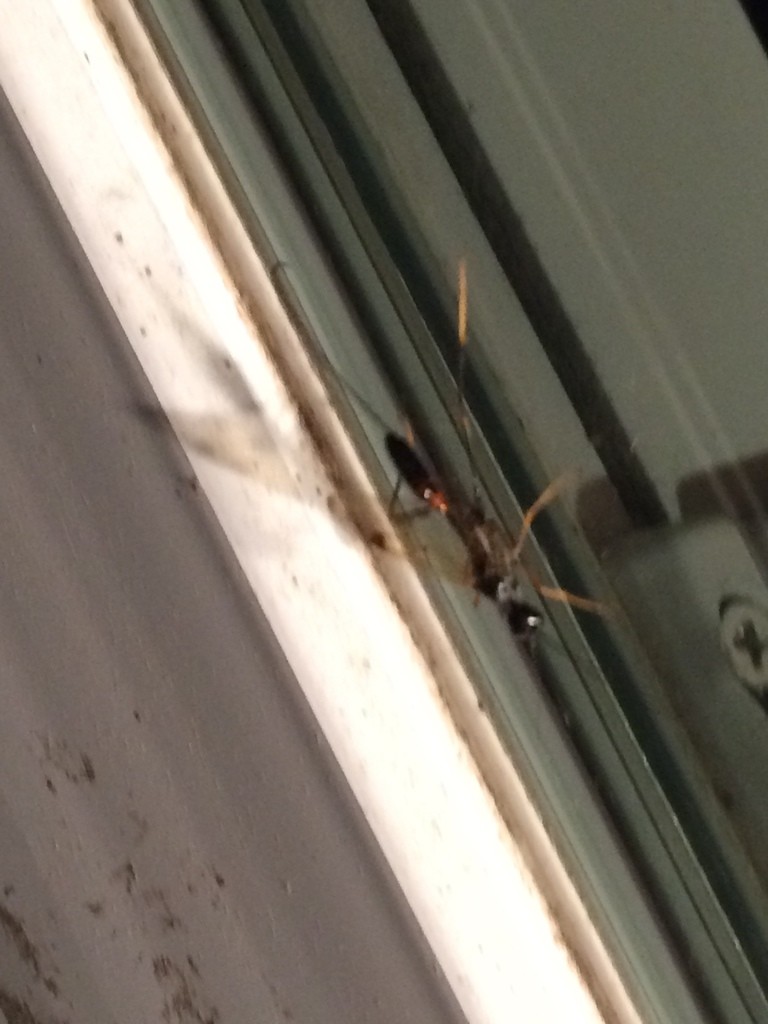 Pristaulacus (Pristaulacus)