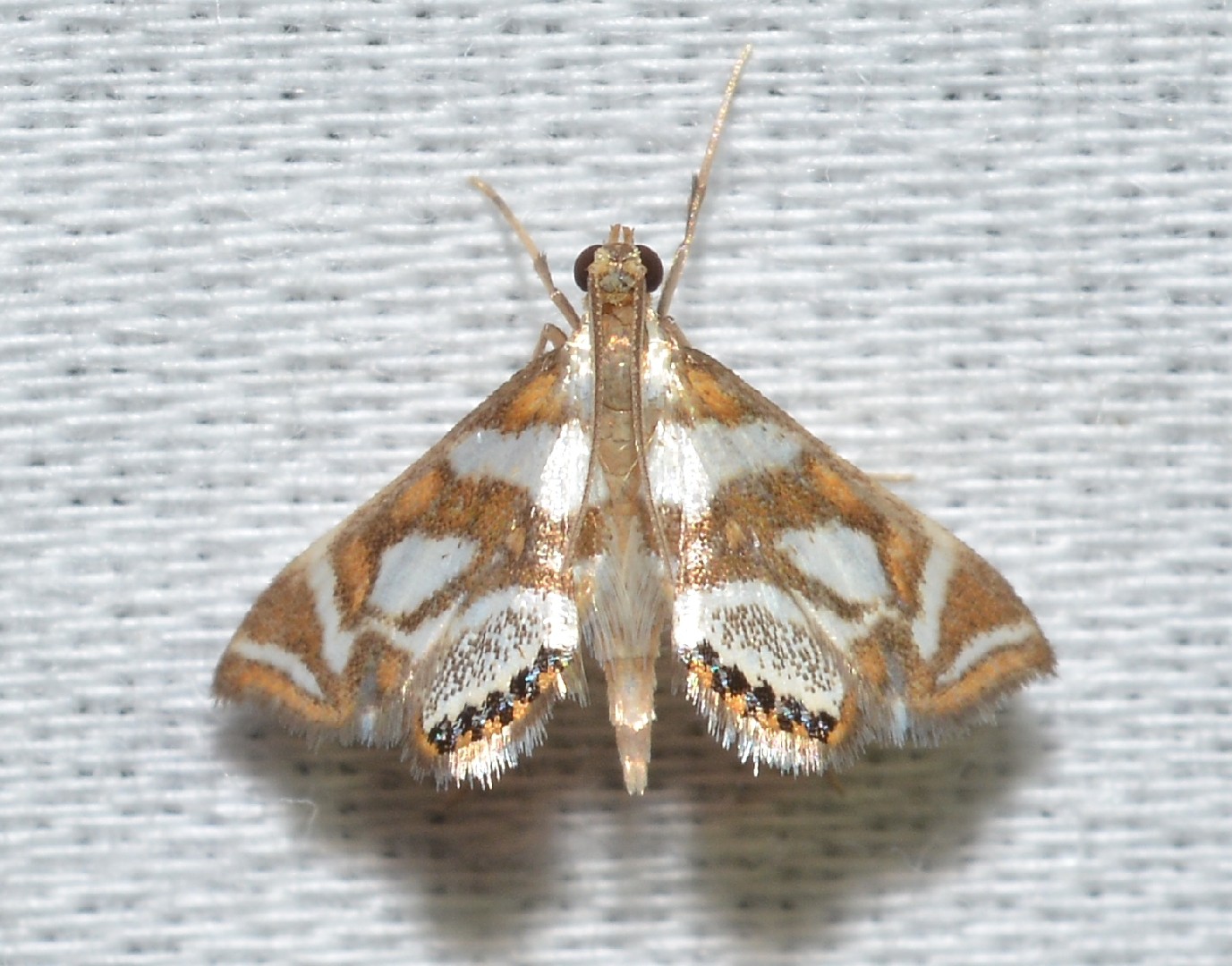 Chrysendeton (Chrysendeton)