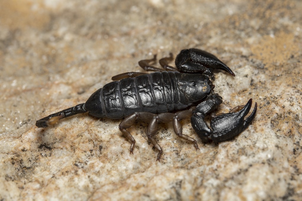 Rock docile scorpion