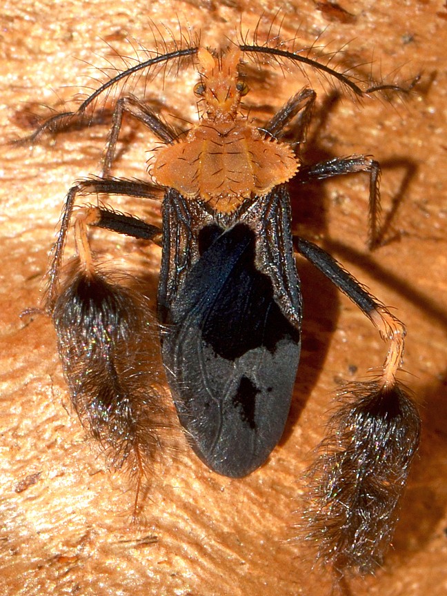 Ptilocnemus (Ptilocnemus)