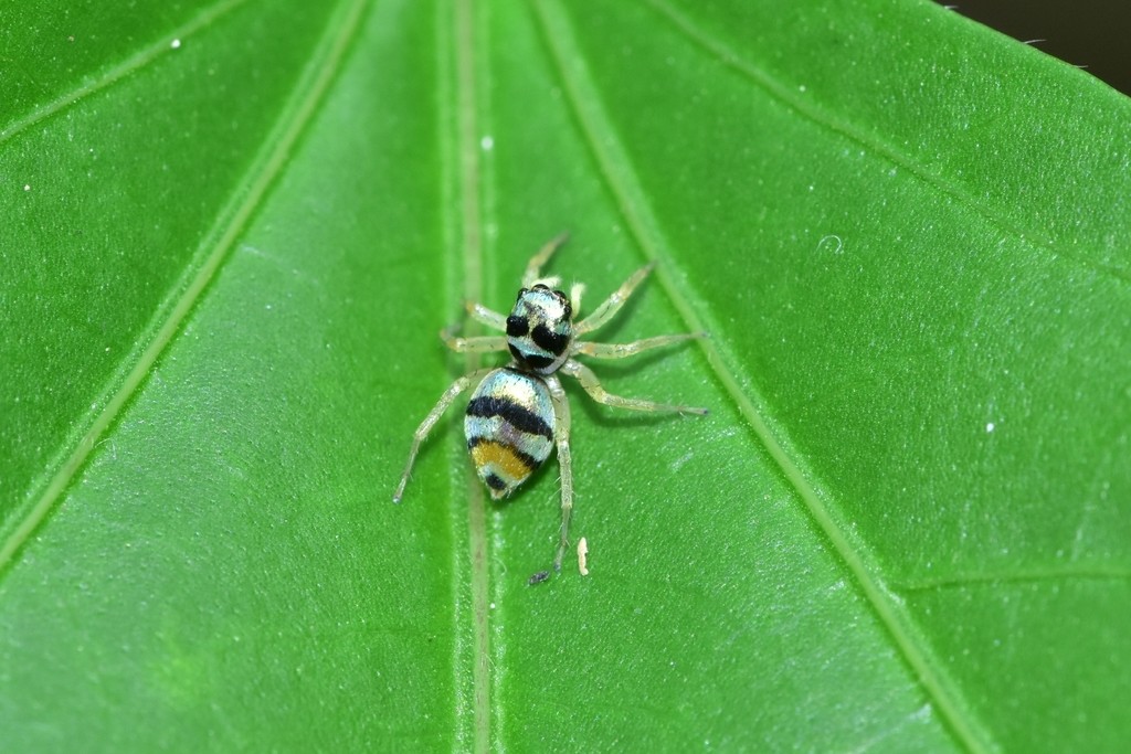 Banded phintella