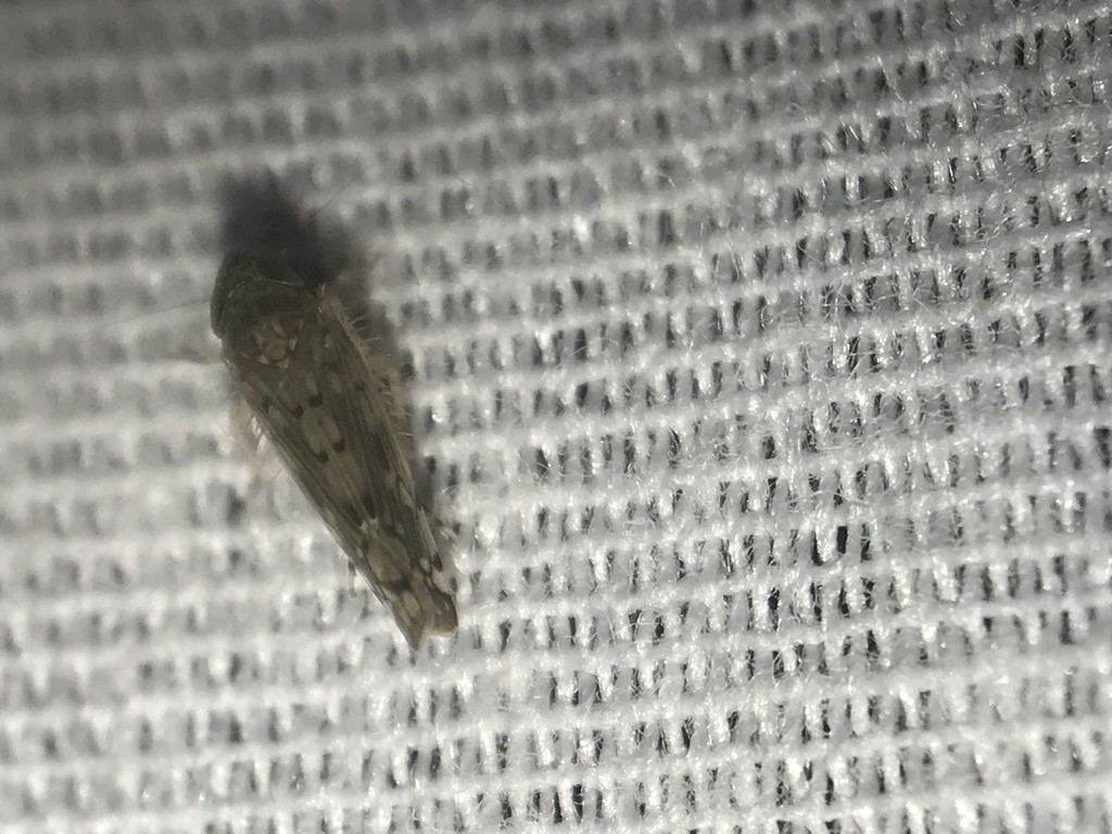 Osbornellus (Osbornellus)