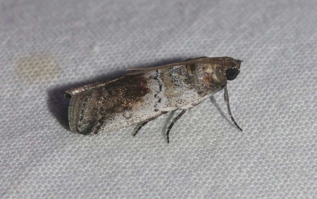 Chararica (Chararica)