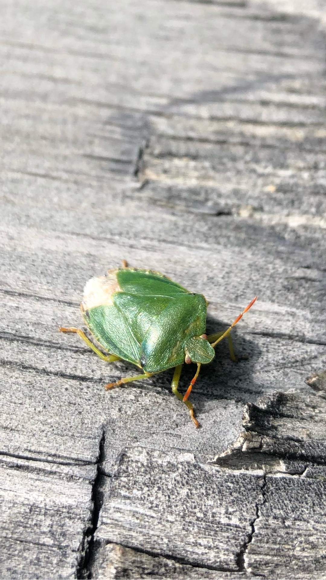 Acrosternum (Acrosternum) Picture Insect