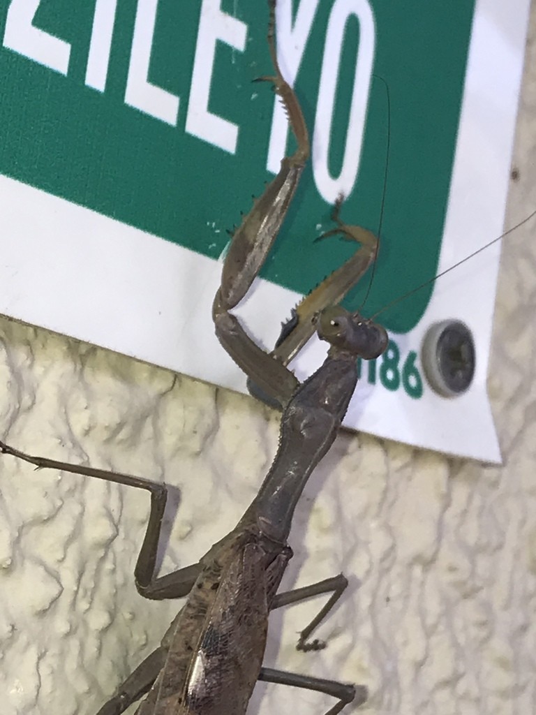 Polyspilota (Polyspilota)