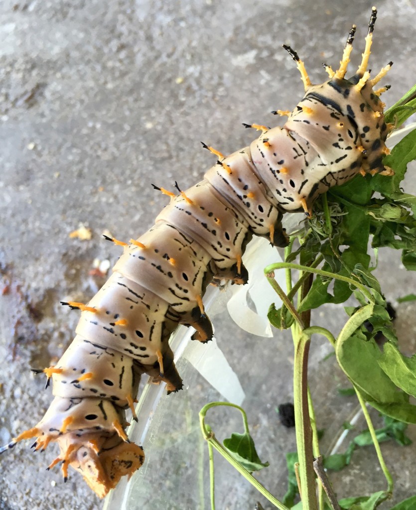 쎄레네옥색긴꼬리나방 (Actias selene) - Picture Insect, image size:835x1024