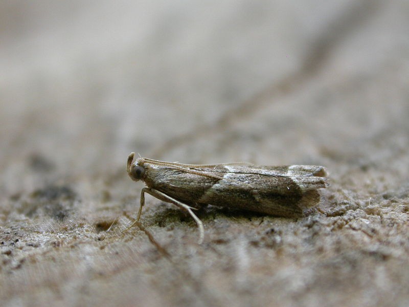 Nyctegretis (Nyctegretis)