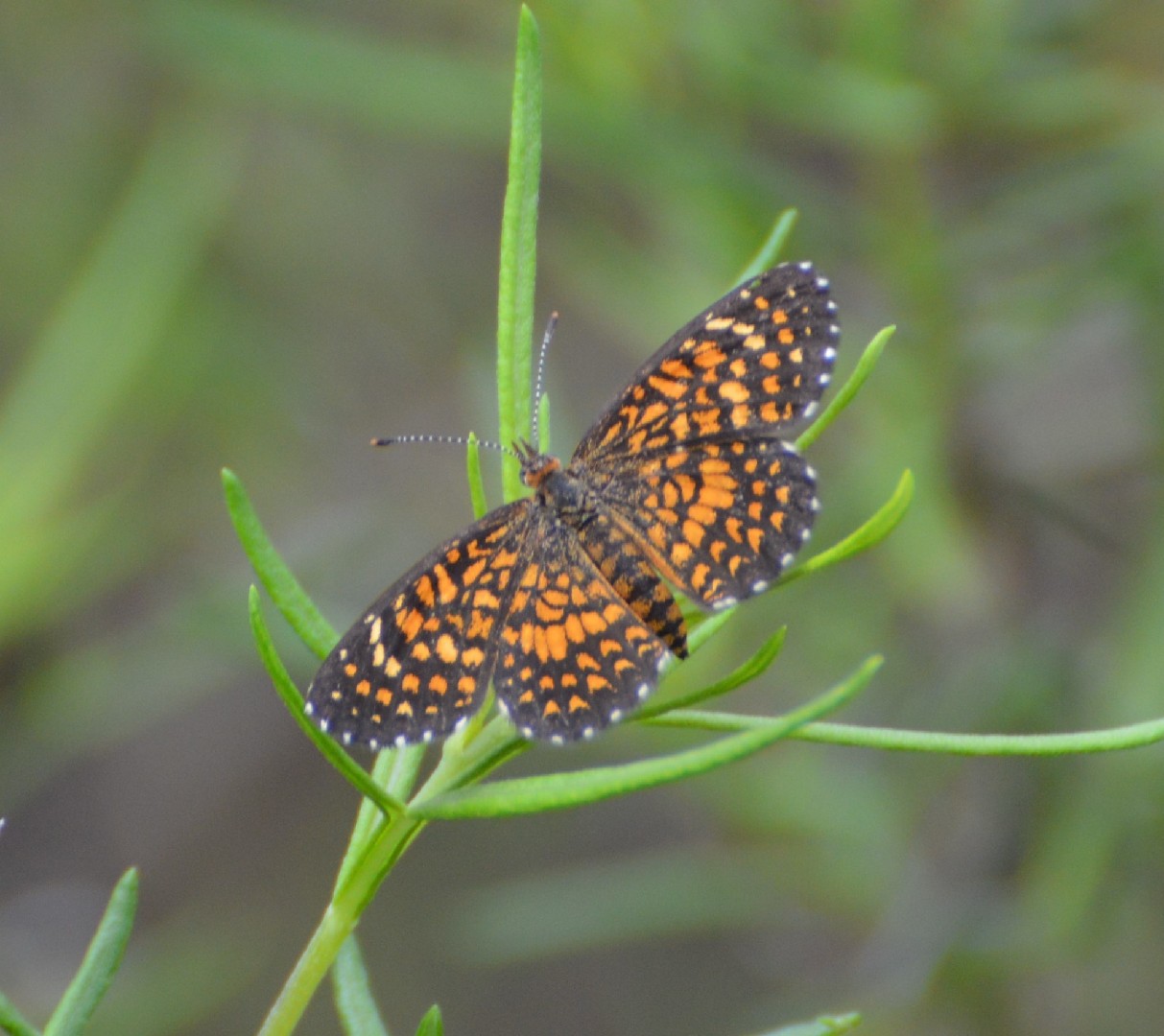 Texola (Texola)