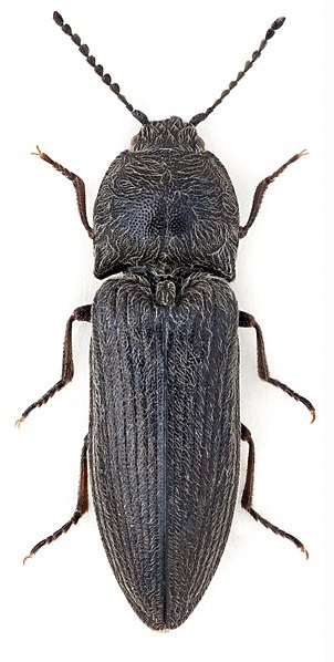 Cidnopus (Cidnopus)