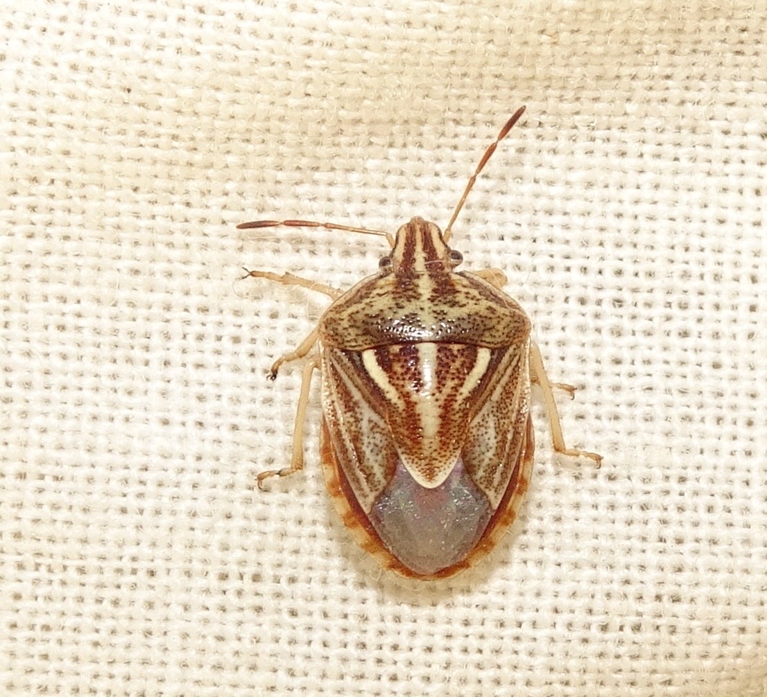 Trichopepla (Trichopepla)