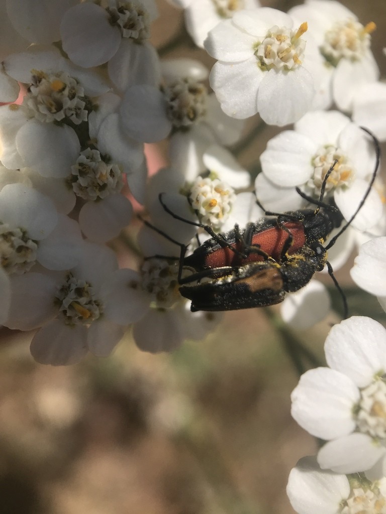 Dimorphic flower longhorn beetle
