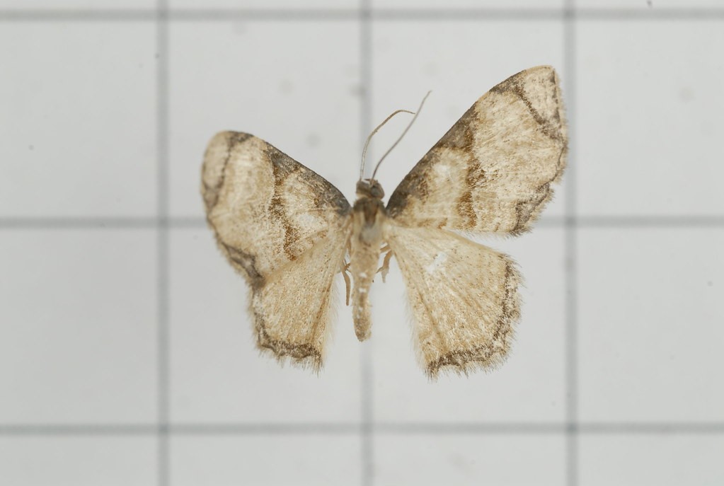 Chalyboclydon (Chalyboclydon)