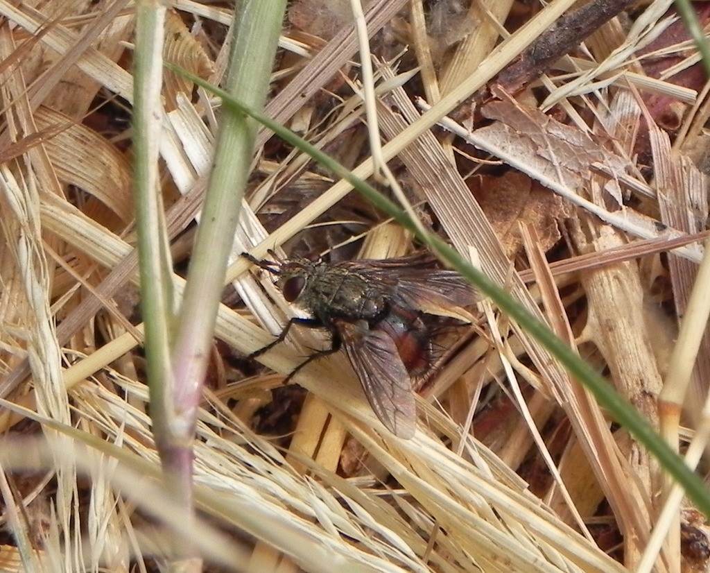 Peleteria (Peleteria)