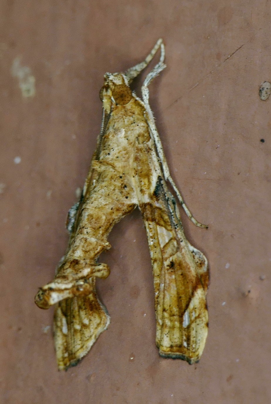 Terastia (Terastia)