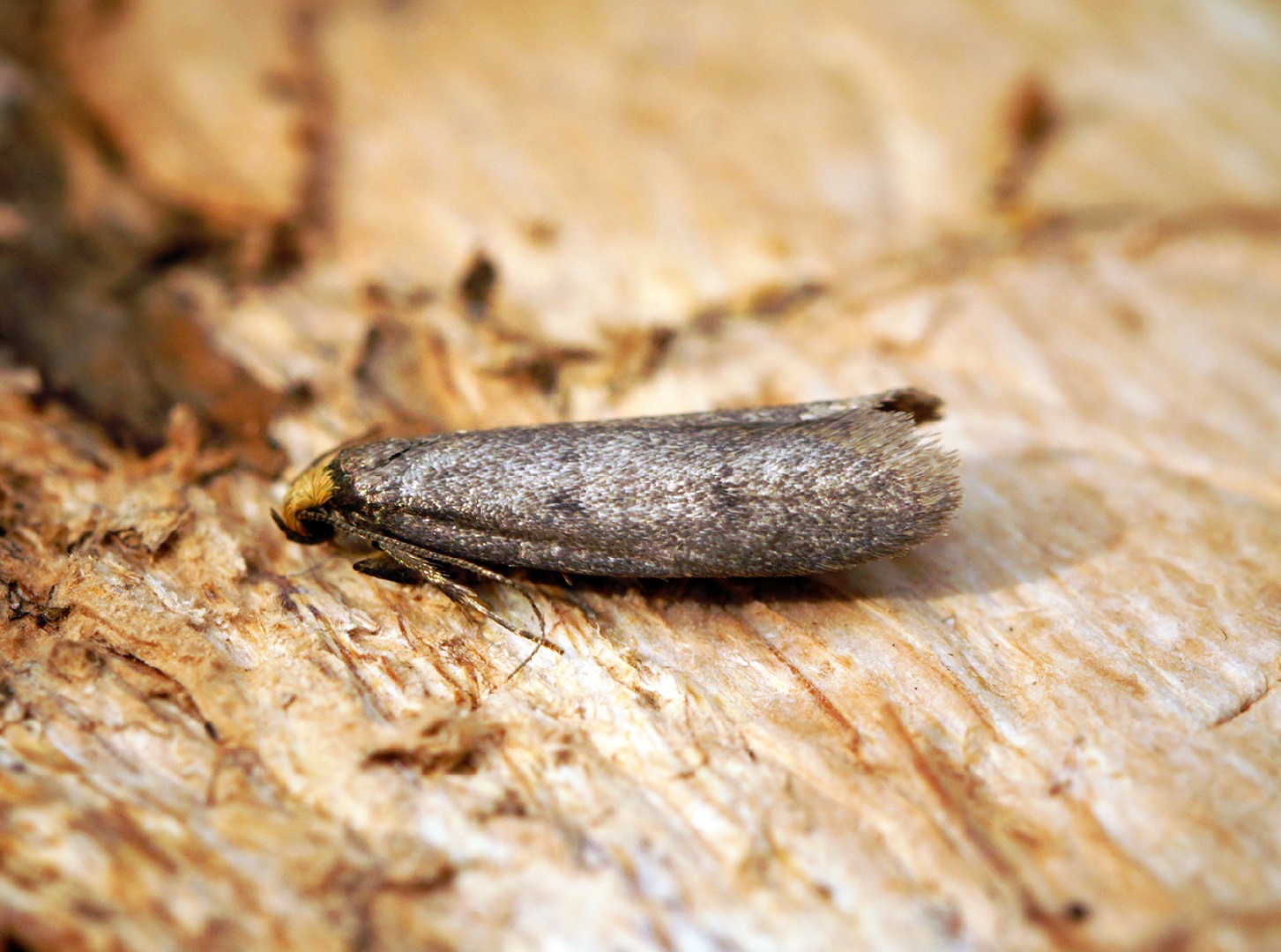 Pseudatemelia (Pseudatemelia)