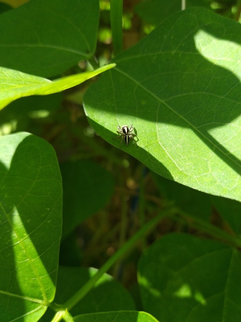 Leptofreya ambigua