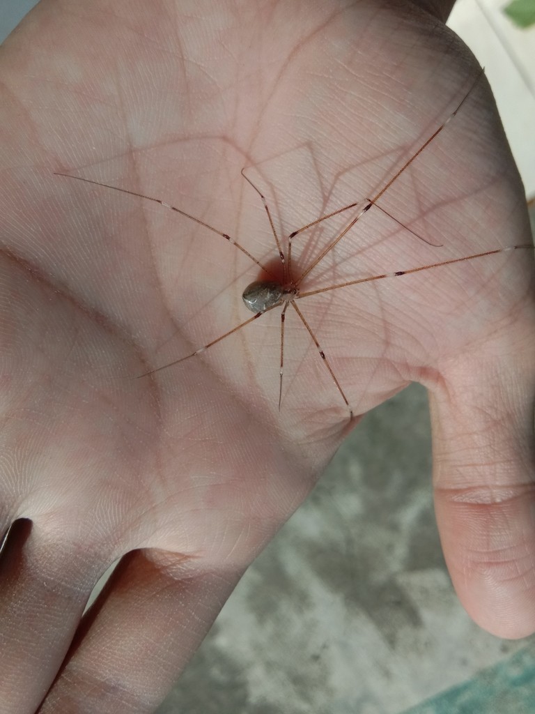 Short-bodied cellar spider