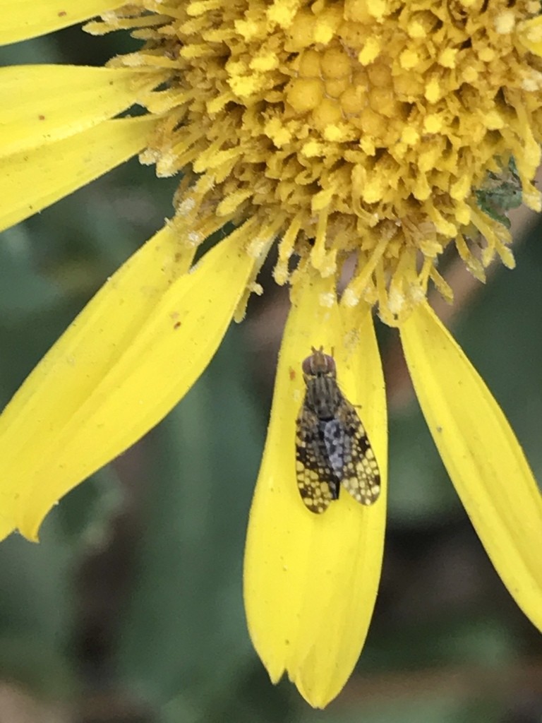 Campiglossa (Campiglossa)