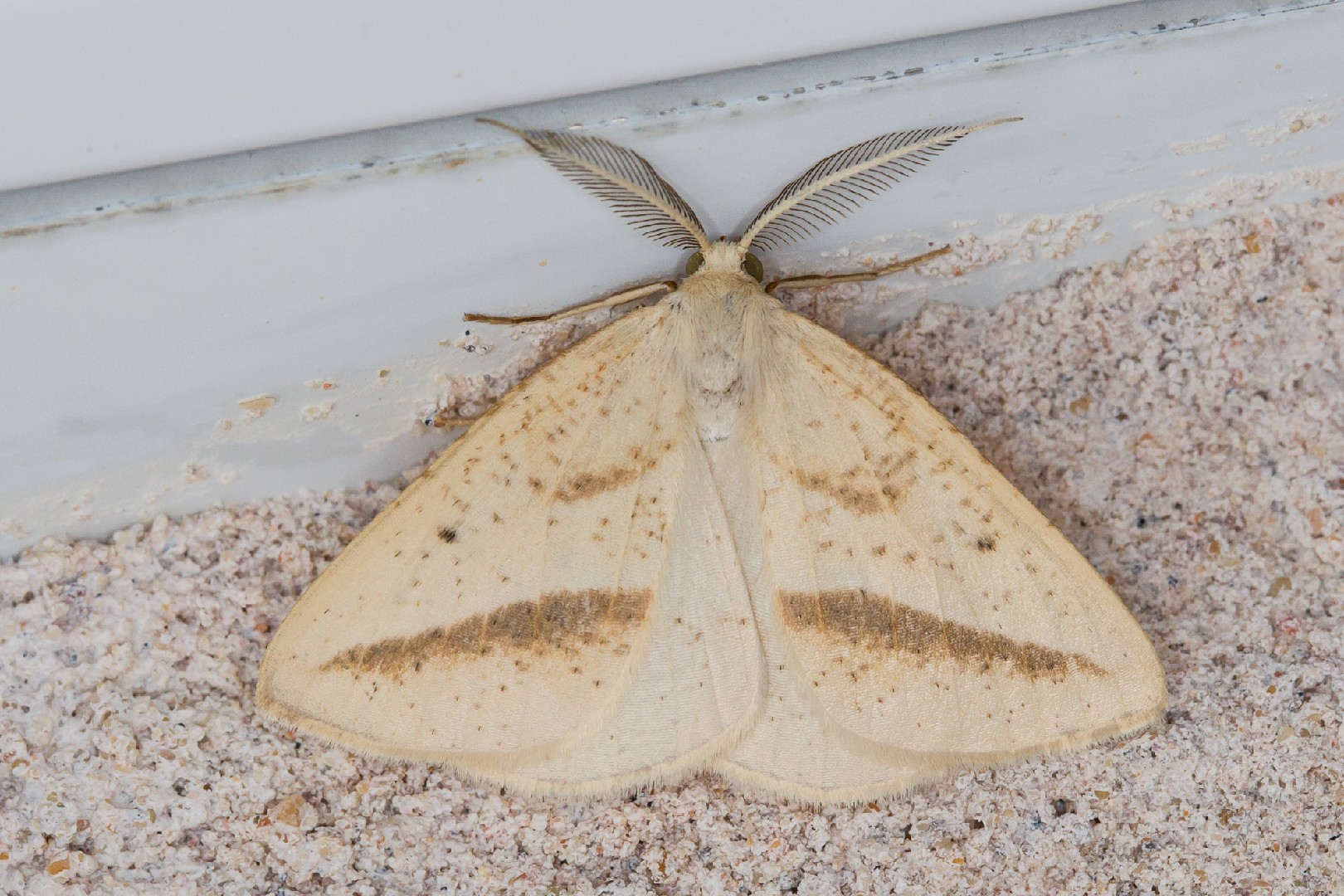 Lychnosea (Lychnosea)