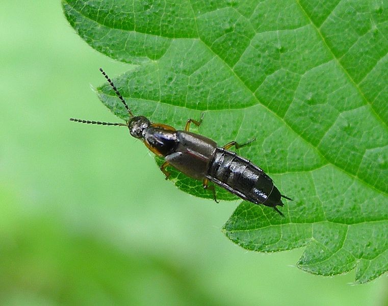 Philonthus (Philonthus) Picture Insect