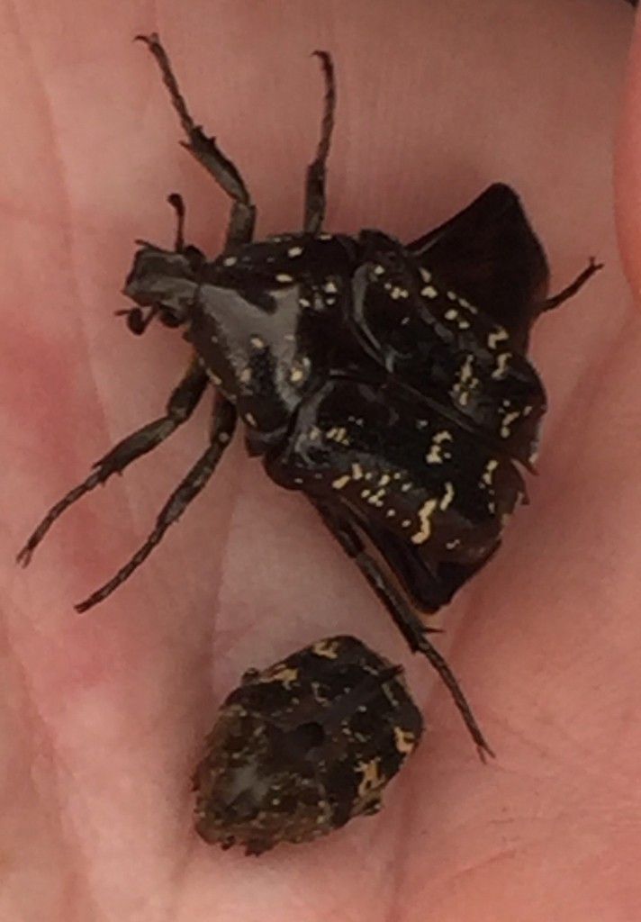 Oriental flower beetle