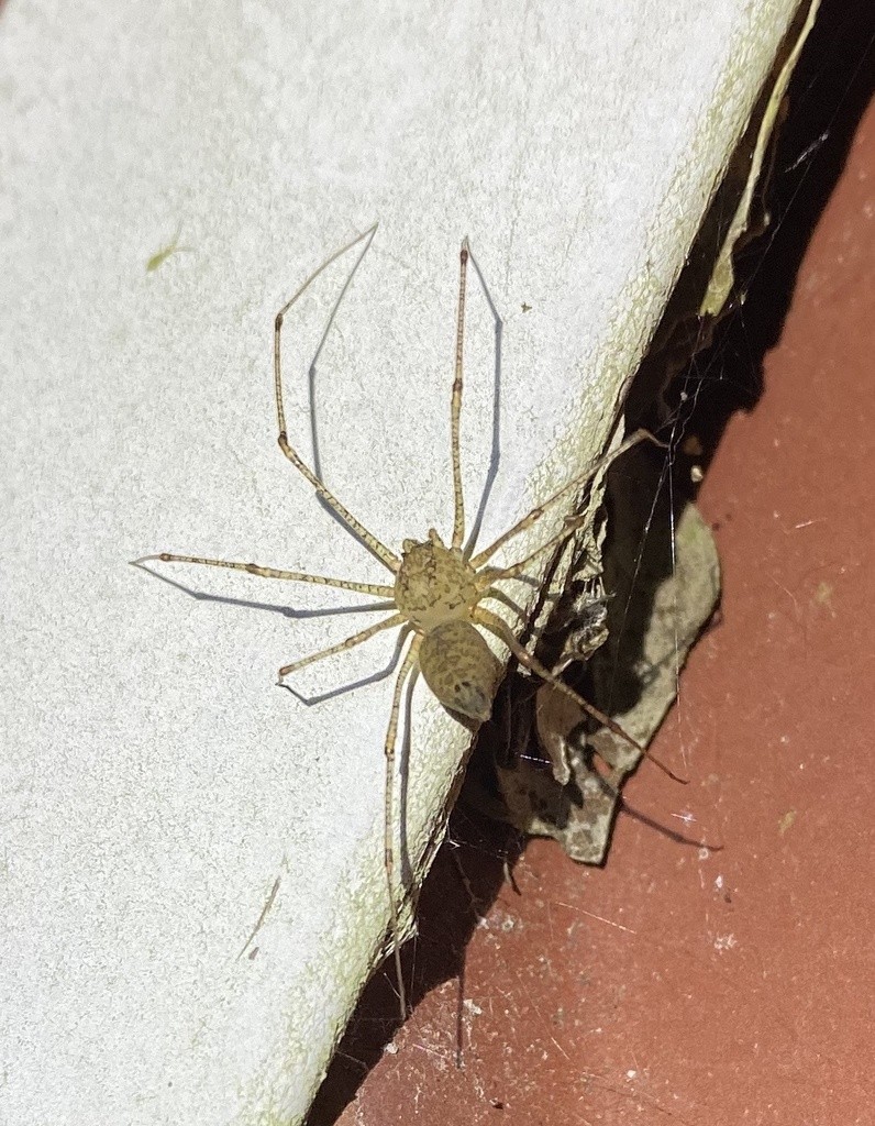 Araña escupidora de patas largas (Scytodes longipes) - Picture Insect