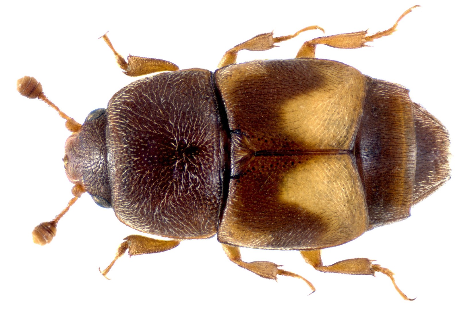 Carpophilus (Carpophilus)