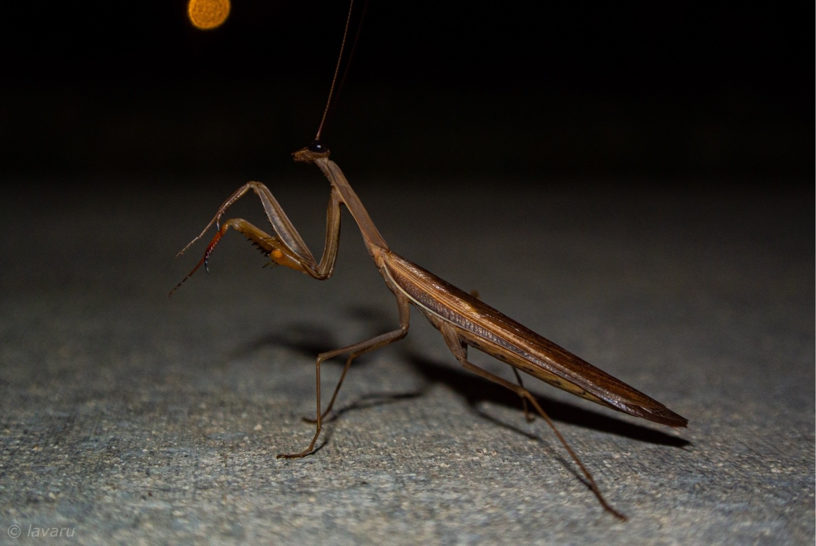 Statilia maculata (Statilia maculata) - Picture Insect