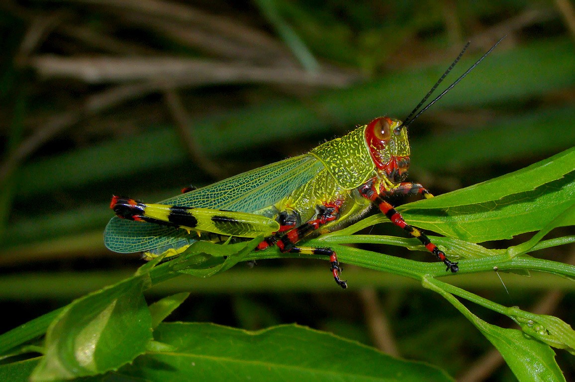 Zoniopoda (Zoniopoda)