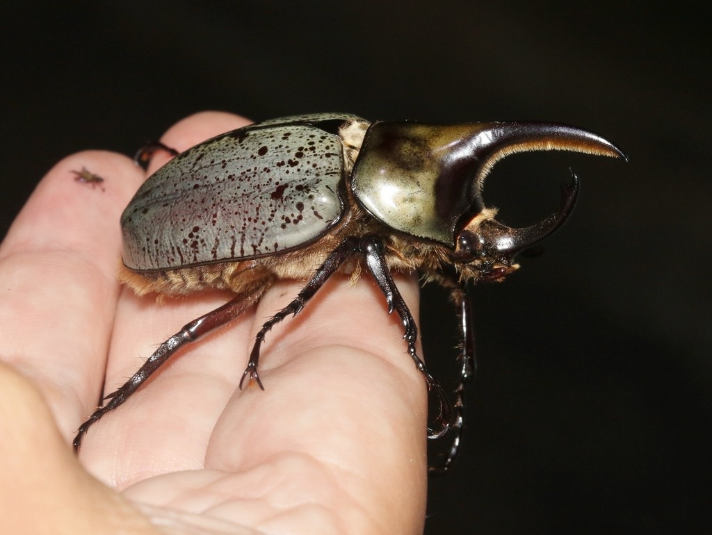 グラントシロカブトムシ (Dynastes grantii) - Picture Insect