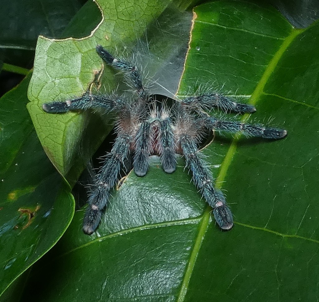 Amazon ribbed tarantula
