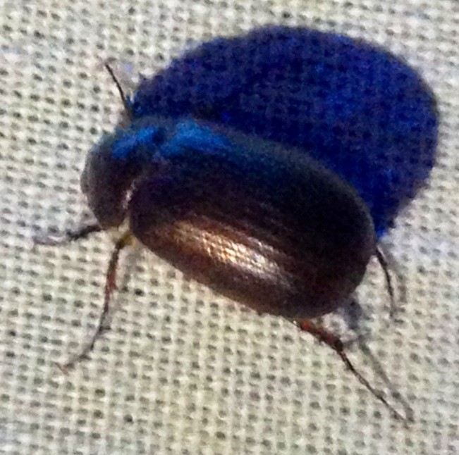 Serica (Serica)