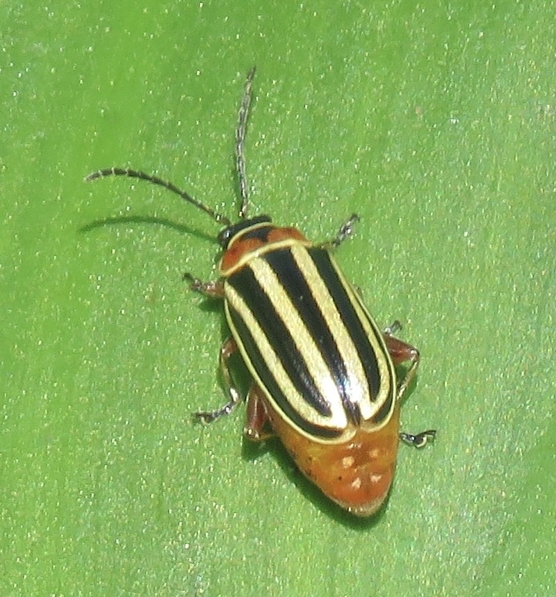 Disonycha (Disonycha)