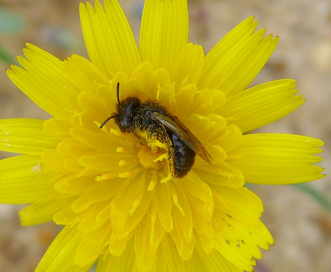 Zottelbienen (Panurgus)